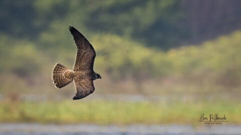 A dark brown peregrine falcon in flight.