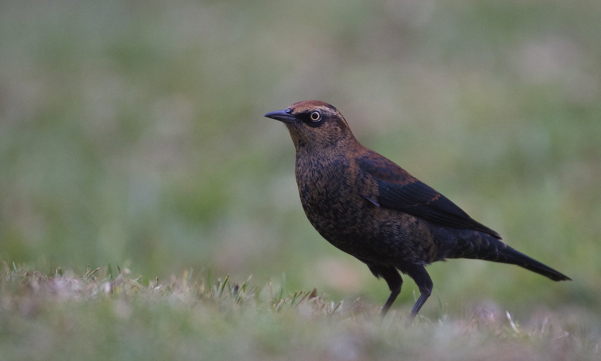 Featured image for “In Our Backyard: Rusty Blackbird”