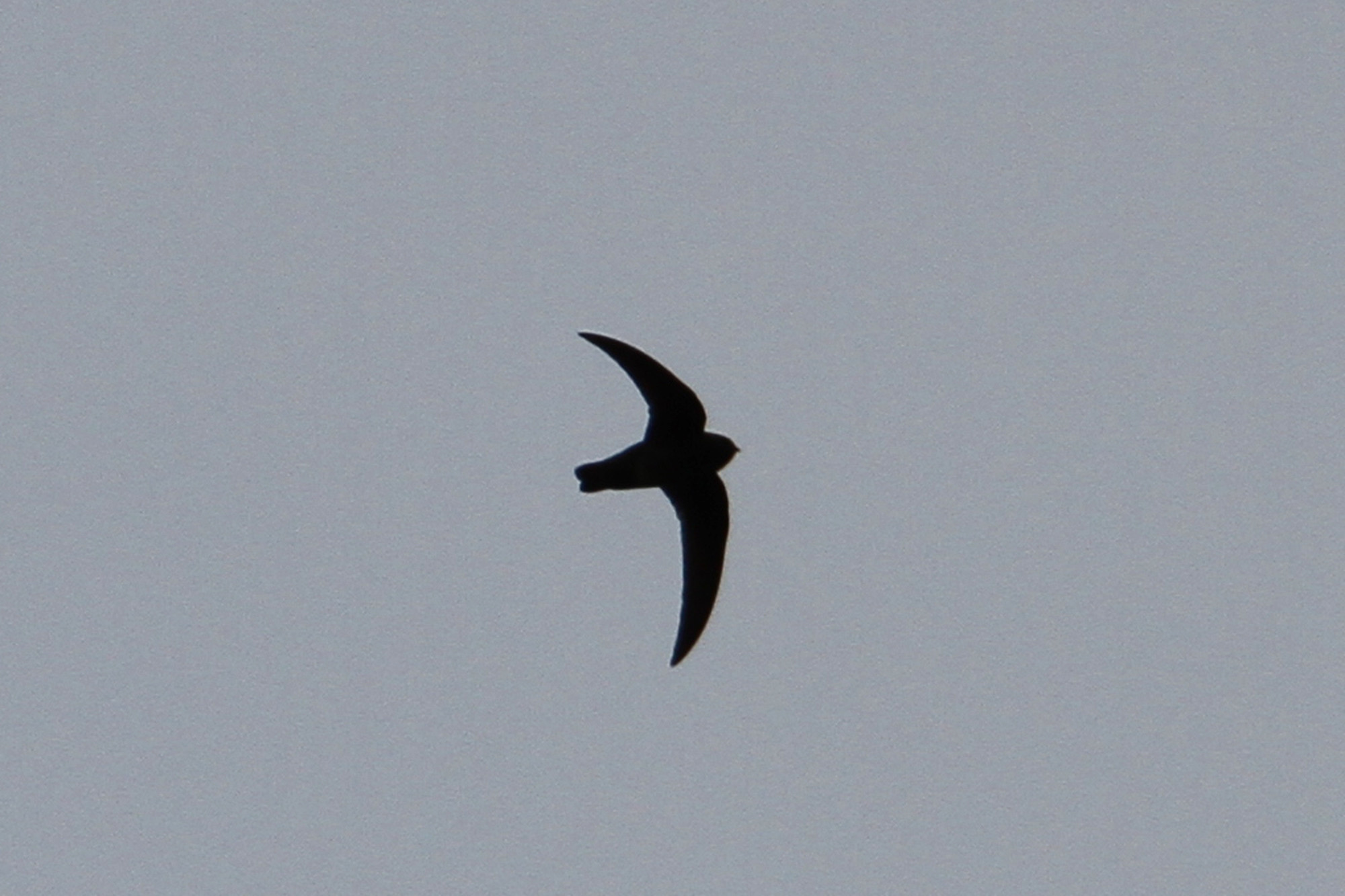 Featured image for “In Our Backyard: Black Swift”